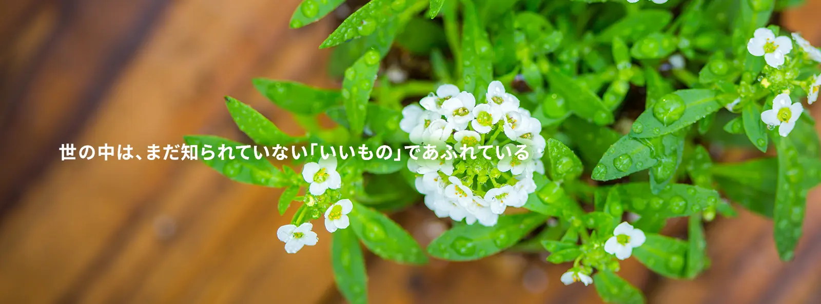 世の中は、まだ知られていない「いいもの」であふれている。
